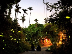 台南梅嶺賞螢登場 伍龍步道採實名制登記報名及假日防疫管制